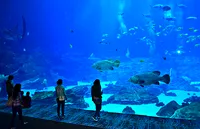 Vue sous-marine de l'aquarium