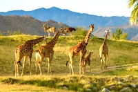 Giraffes with mountains