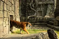 タルサ動物園のトラ