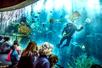 Plongeur en aquarium avec des poissons