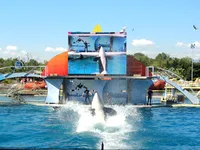 Espetáculo com golfinhos