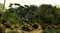 Esposizione del giardino di cactus