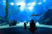 Exposition de requins à l'aquarium