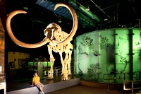 Mammoth skeleton exhibit