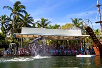 Spettacolo di salto dei delfini