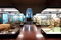 Esposizione di mostre al museo