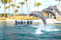 Jumping dolphins show