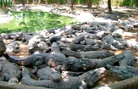 Krokodile im Park
