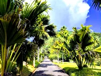 Weg durch den tropischen Garten