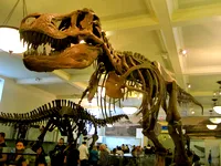 Tyrannosaurus rex iskeleti