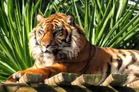 Тигр отдыхает на солнце